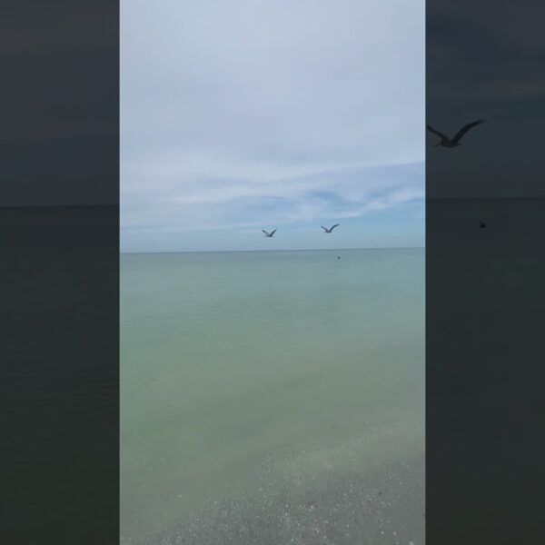 🍁”FALL” in Florida - day 2 - a day at the beach! What are you foung today?  #floridalife #movetofl