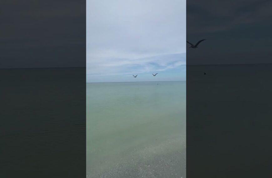 🍁”FALL” in Florida - day 2 - a day at the beach! What are you foung today?  #floridalife #movetofl