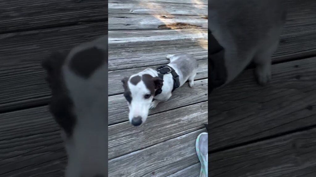 🐾🐾Silly pup likes to roll in the dirt🐾🐾 #floridadog #doglover