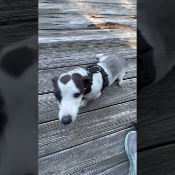 🐾🐾Silly pup likes to roll in the dirt🐾🐾 #floridadog #doglover