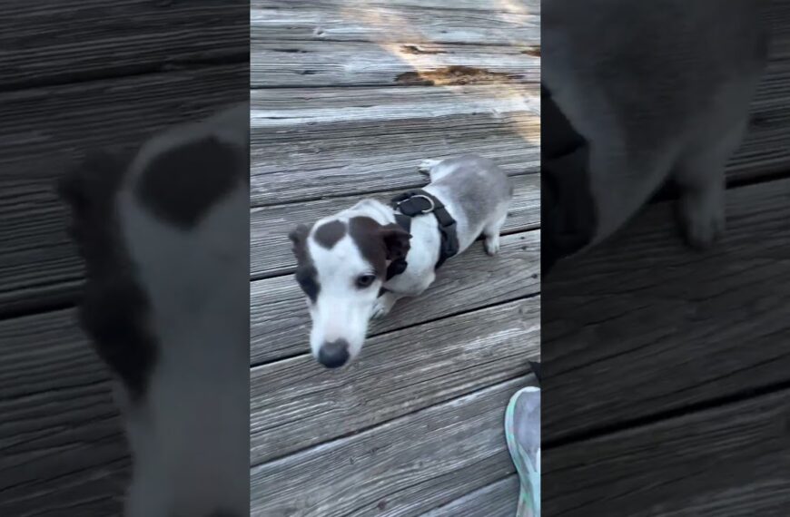 🐾🐾Silly pup likes to roll in the dirt🐾🐾 #floridadog #doglover