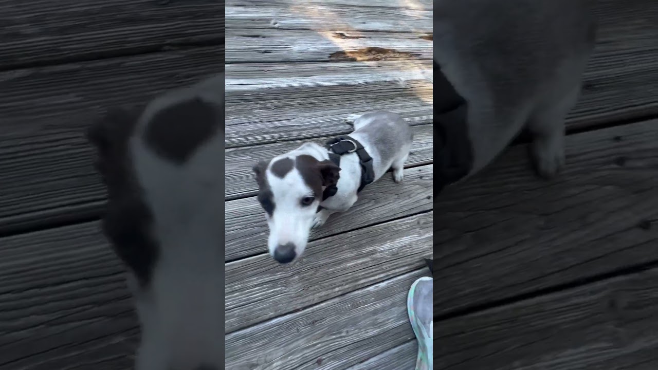 🐾🐾Silly pup likes to roll in the dirt🐾🐾 #floridadog #doglover