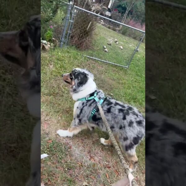 🐇They know where the bunnies live! #floridadog #dogwalkinglife