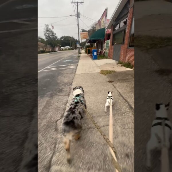 ☀️Walking in a Winter Wonderland…in Florida #livinginflorida #floridadog