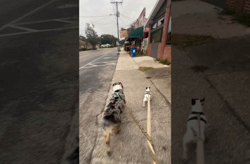☀️Walking in a Winter Wonderland…in Florida #livinginflorida #floridadog