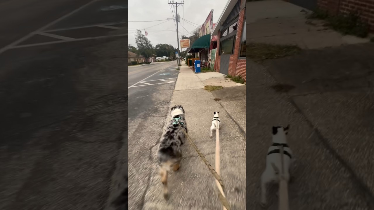 ☀️Walking in a Winter Wonderland…in Florida #livinginflorida #floridadog