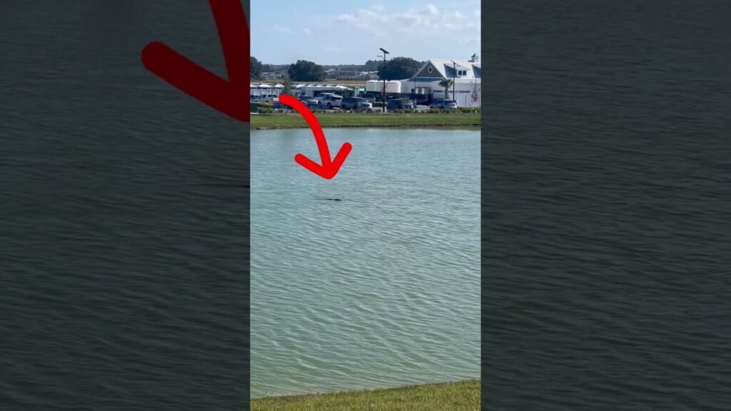 🐊Murky water, use caution 🐊 #livinginflorida #alligator