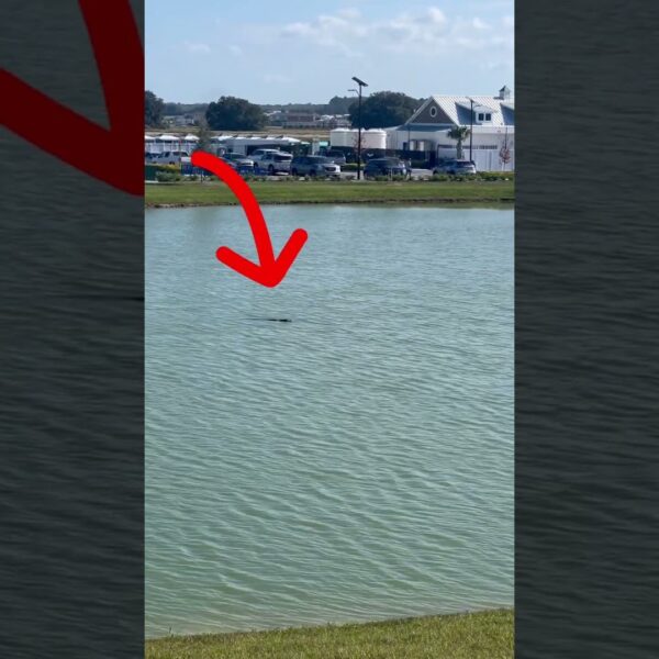 🐊Murky water, use caution 🐊 #livinginflorida #alligator