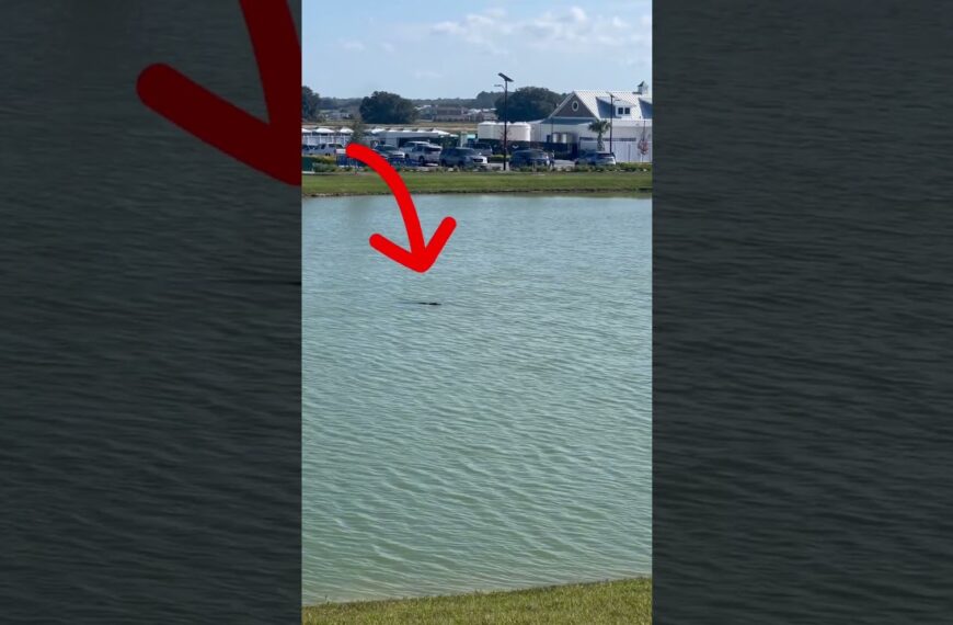 🐊Murky water, use caution 🐊 #livinginflorida #alligator