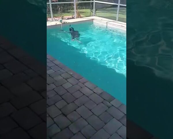 Grab the wetsuit! Home inspections in FL can be next level 🤣#tampabayrealestate #tamparealestate