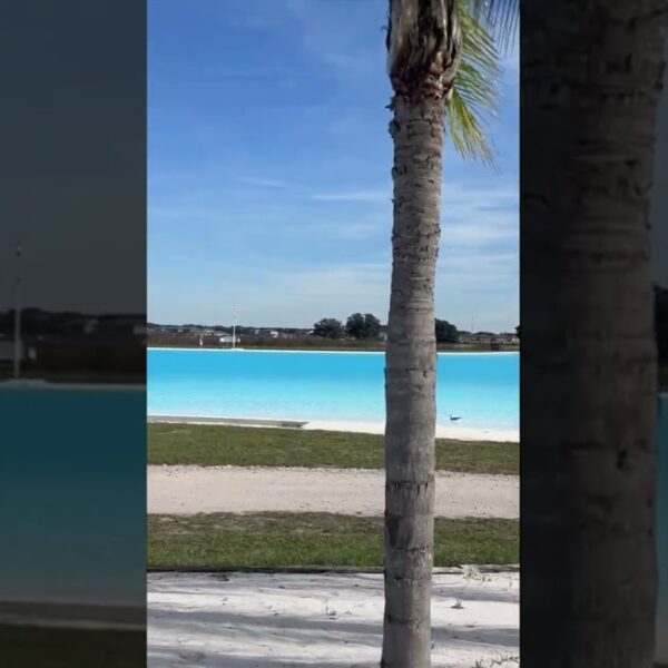 🌴Palm trees & Crystal Clear water for the holidays🌴 #movetoflorida #floridalife