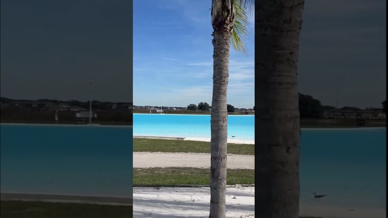 🌴Palm trees & Crystal Clear water for the holidays🌴 #movetoflorida #floridalife