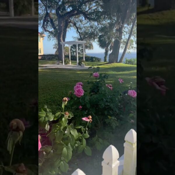 ☀️Roses to the River in the sunshine state☀️#florida #floridaliving