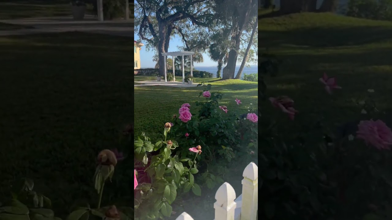 ☀️Roses to the River in the sunshine state☀️#florida #floridaliving