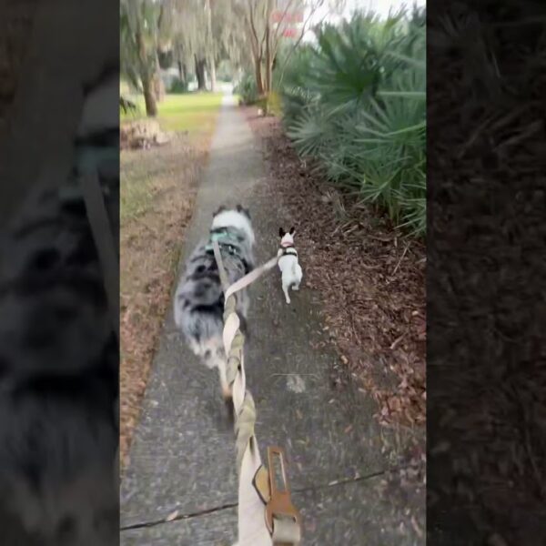 ☀️Florida girls Midge & Pepper already off to a great start in 2024☀️#movetoflorida #liveinflorida