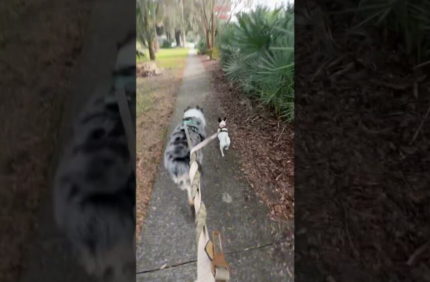 ☀️Florida girls Midge & Pepper already off to a great start in 2024☀️#movetoflorida #liveinflorida