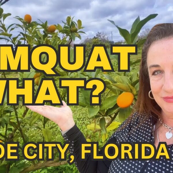 Things to do in DADE CITY - THE KUMQUAT FESTIVAL 🍊🍊🍊