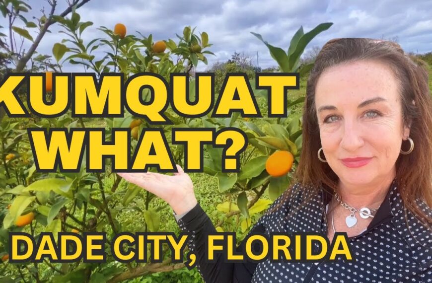 Things to do in DADE CITY - THE KUMQUAT FESTIVAL 🍊🍊🍊
