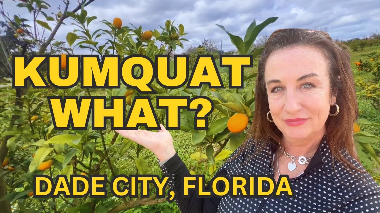 Things to do in DADE CITY - THE KUMQUAT FESTIVAL 🍊🍊🍊