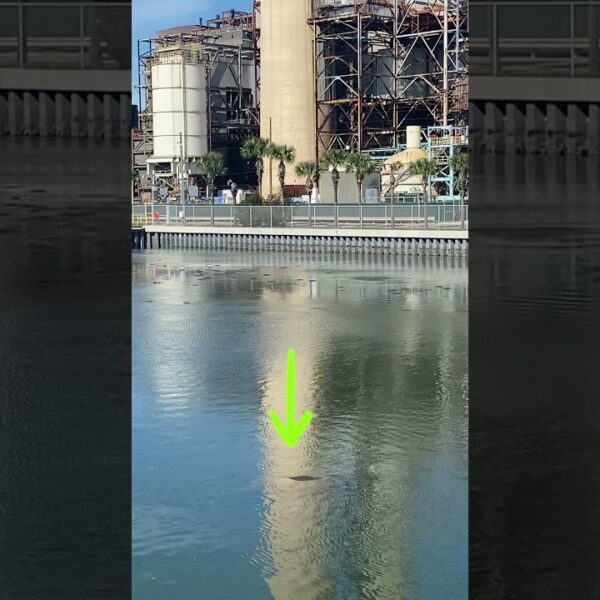 ☀️Can you see all the MANATEEs? #manatee #floridaliving