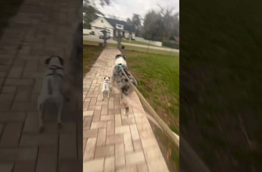 ☀️Do your dogs get this way? #doglover #floridadog