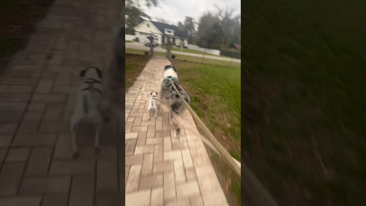 ☀️Do your dogs get this way? #doglover #floridadog