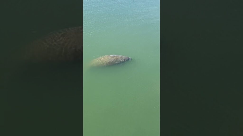 ☀️Manatee HOT SPOT in Tampa Bay☀️#manatees #floridaliving
