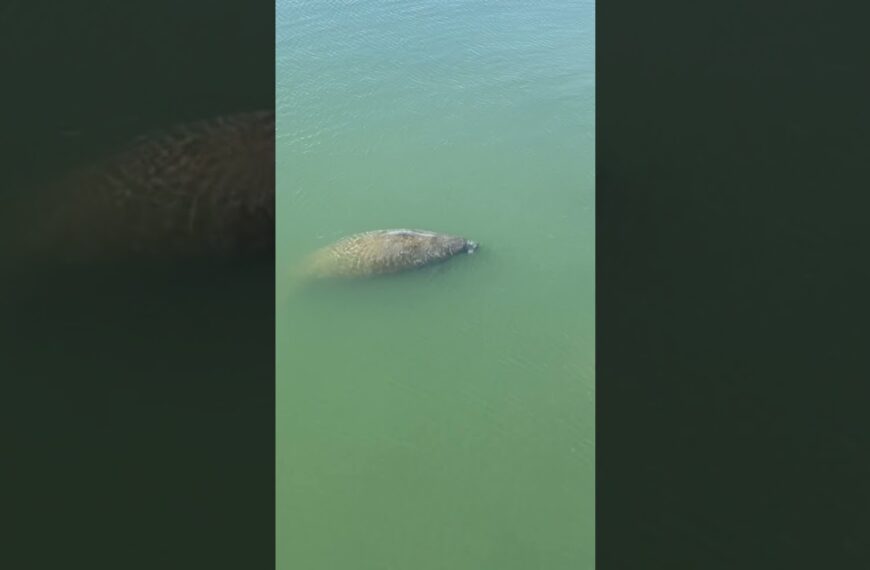 ☀️Manatee HOT SPOT in Tampa Bay☀️#manatees #floridaliving