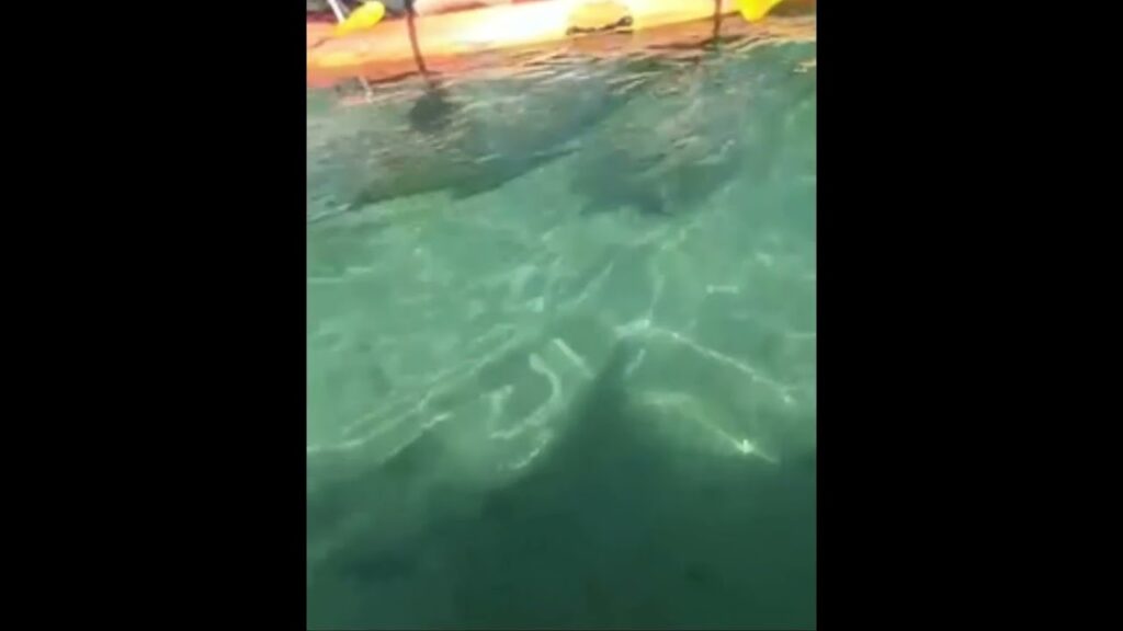 ☀️Two Manatees swim under Kayak #floridalife #crystalriver