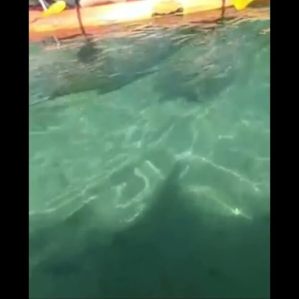 ☀️Two Manatees swim under Kayak #floridalife #crystalriver