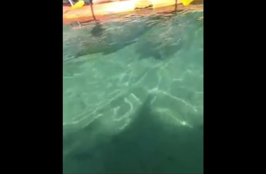 ☀️Two Manatees swim under Kayak #floridalife #crystalriver