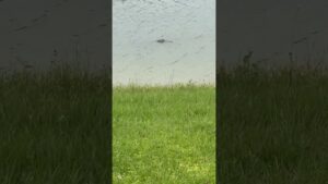 🐊Say hello to my little friend #livinginflorida #alligator