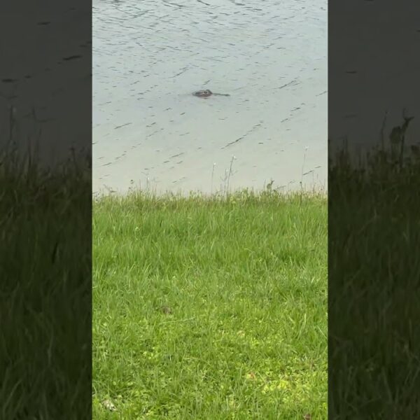 🐊Say hello to my little friend #livinginflorida #alligator