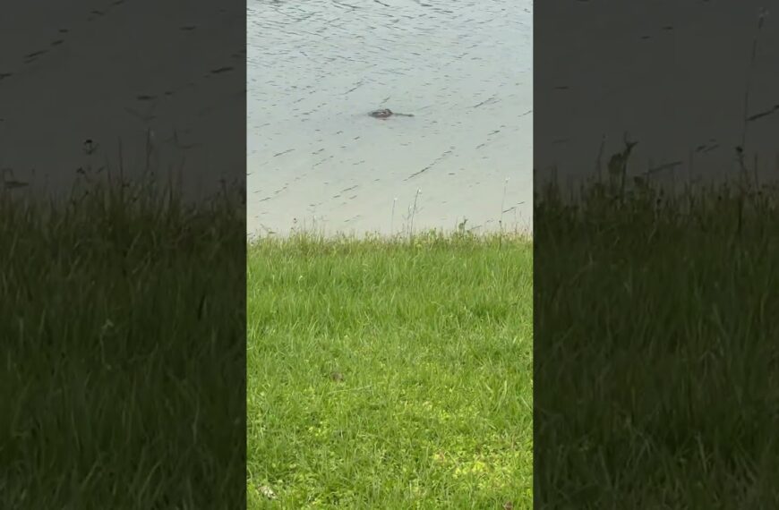 🐊Say hello to my little friend #livinginflorida #alligator