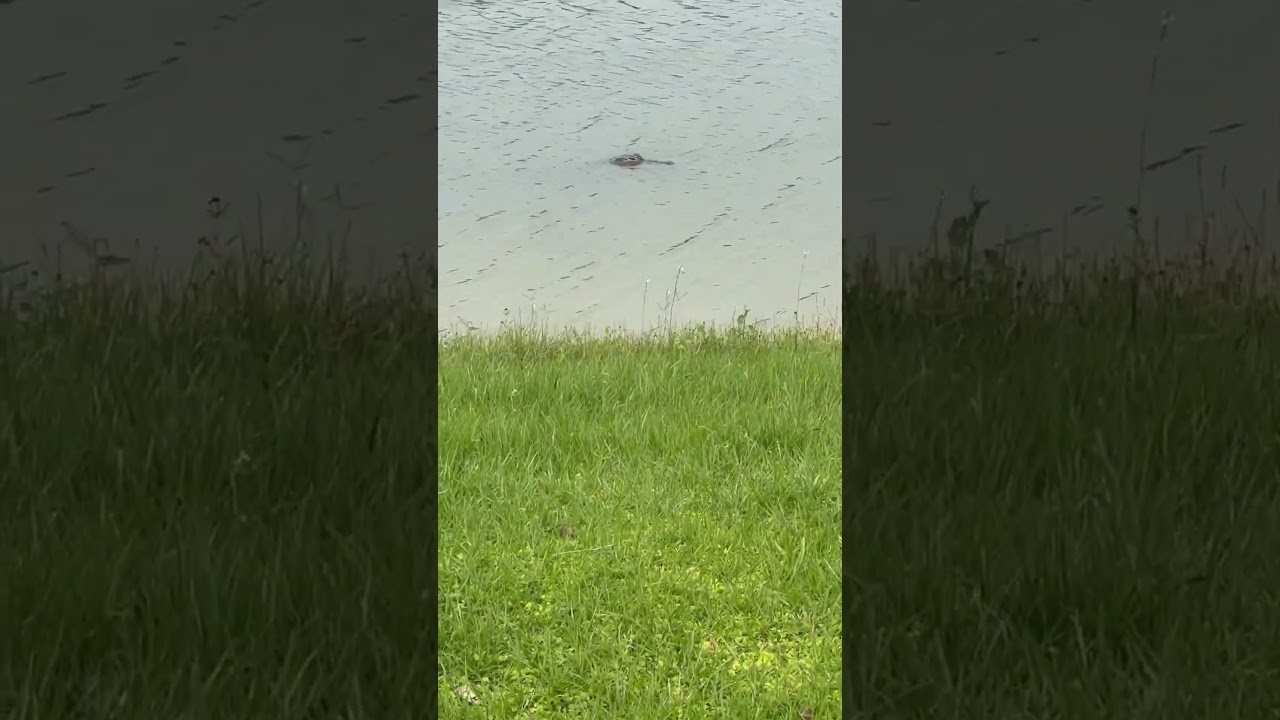 🐊Say hello to my little friend #livinginflorida #alligator