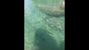 ☀️Can you image seeing these beautiful creatures in your backyard? #manatees #livinginflorida