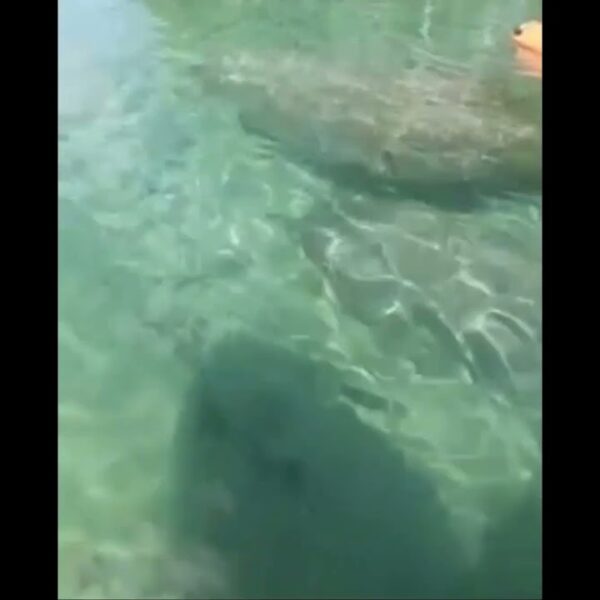 ☀️Can you image seeing these beautiful creatures in your backyard? #manatees #livinginflorida