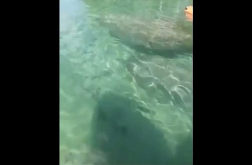 ☀️Can you image seeing these beautiful creatures in your backyard? #manatees #livinginflorida