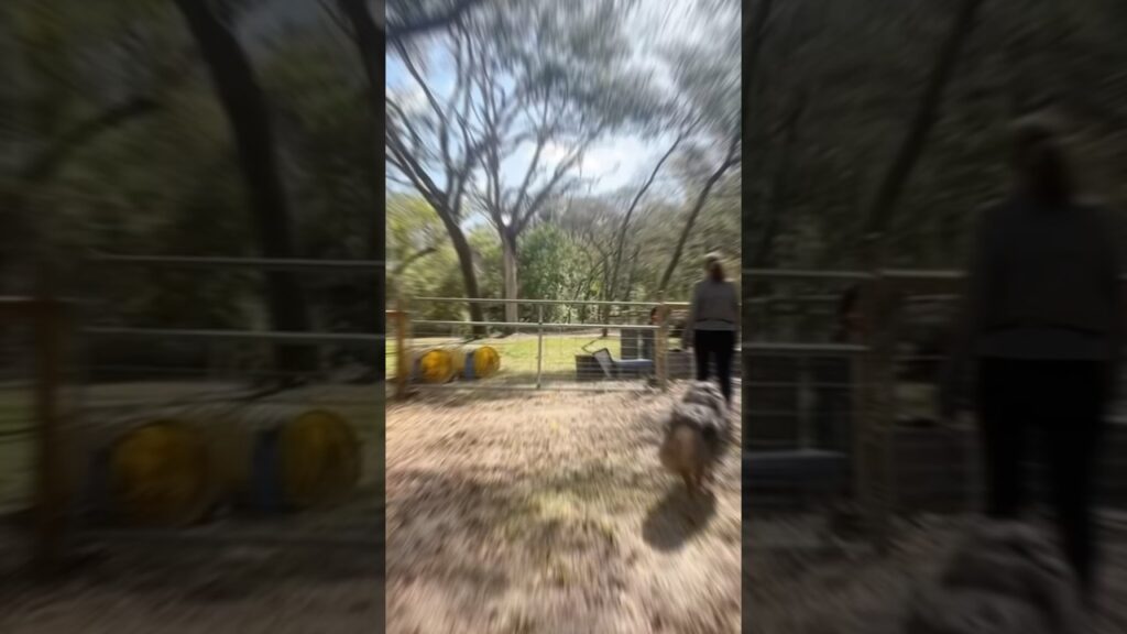 Floofs need room to run! About 1 hour from Tampa #movetoflorida #livinginflorida #doglover