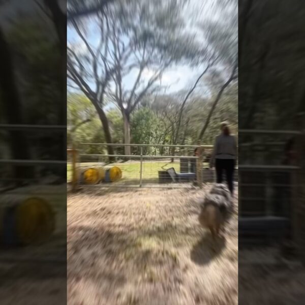 Floofs need room to run! About 1 hour from Tampa #movetoflorida #livinginflorida #doglover