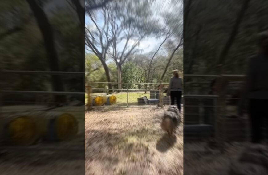 Floofs need room to run! About 1 hour from Tampa #movetoflorida #livinginflorida #doglover