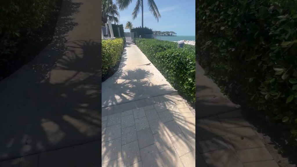 🦎You’ll find them if you know where to look! #floridalife #movetoflorida