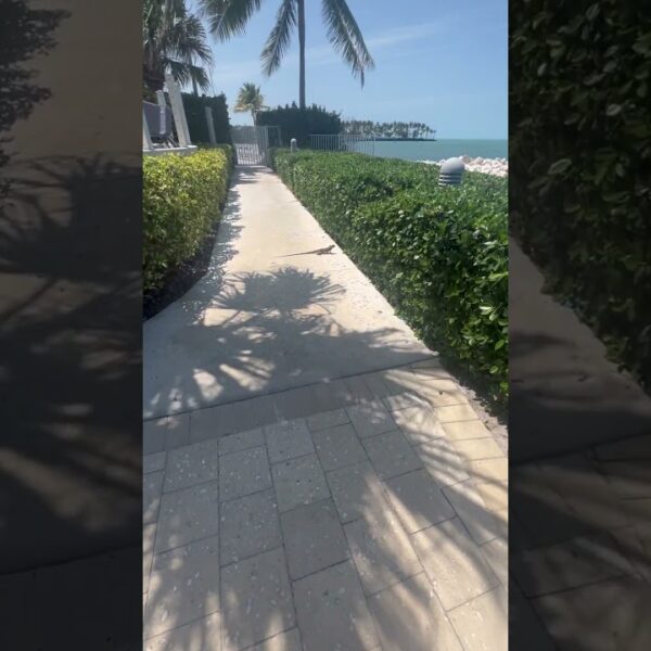 🦎You’ll find them if you know where to look! #floridalife #movetoflorida
