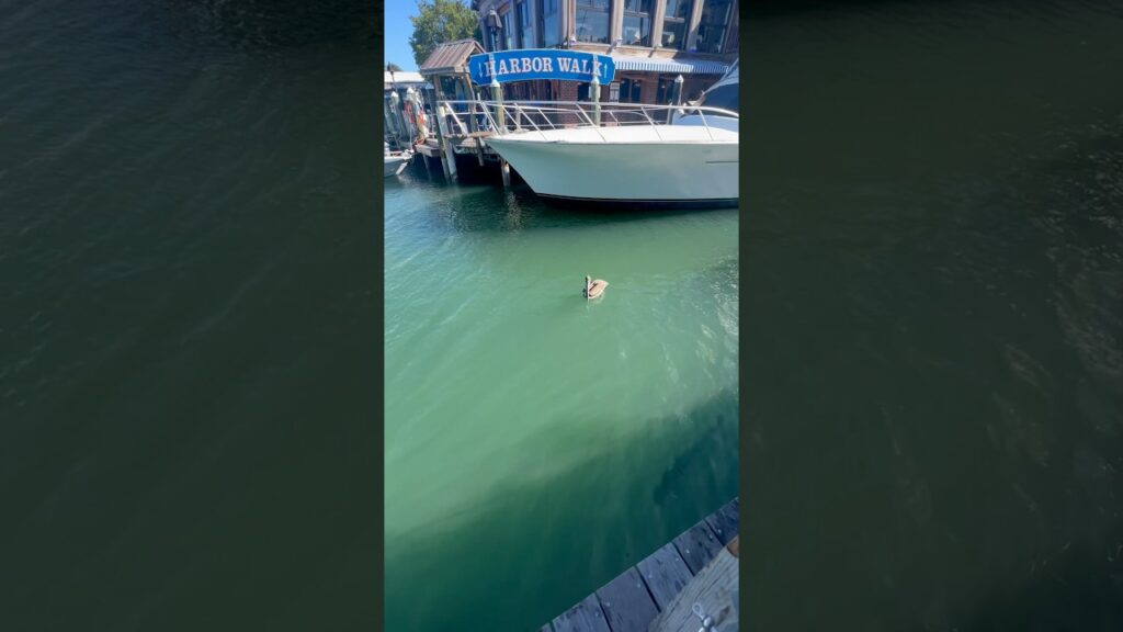☀️Pelican & Tarpon living their best life☀️#floridalife #floridakeys