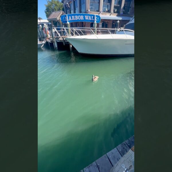 ☀️Pelican & Tarpon living their best life☀️#floridalife #floridakeys