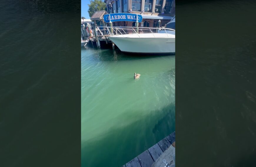 ☀️Pelican & Tarpon living their best life☀️#floridalife #floridakeys