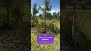 Have ever seen a bird this big? #sandhillcranes #livinginflorida