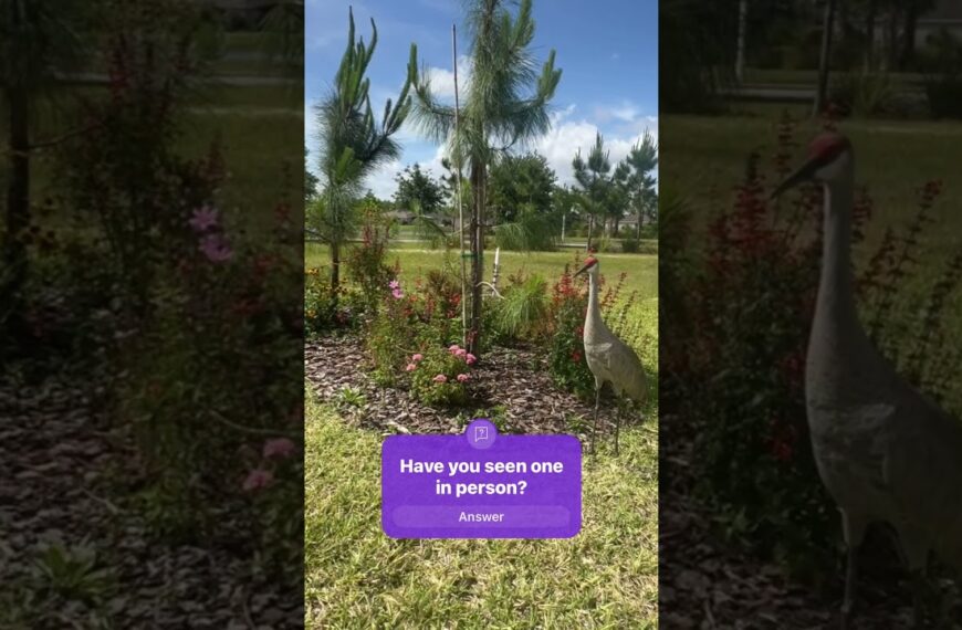 Have ever seen a bird this big? #sandhillcranes #livinginflorida
