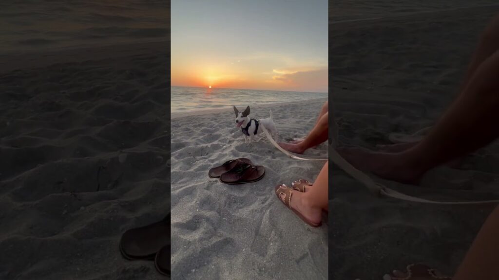 ☀️Dogs like sunsets too☀️#floridasunset #floridasunsets