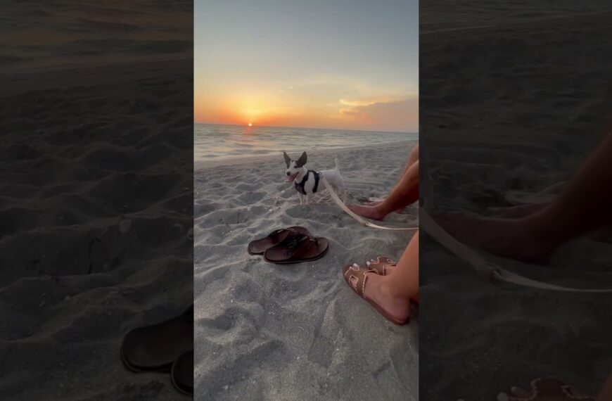 ☀️Dogs like sunsets too☀️#floridasunset #floridasunsets